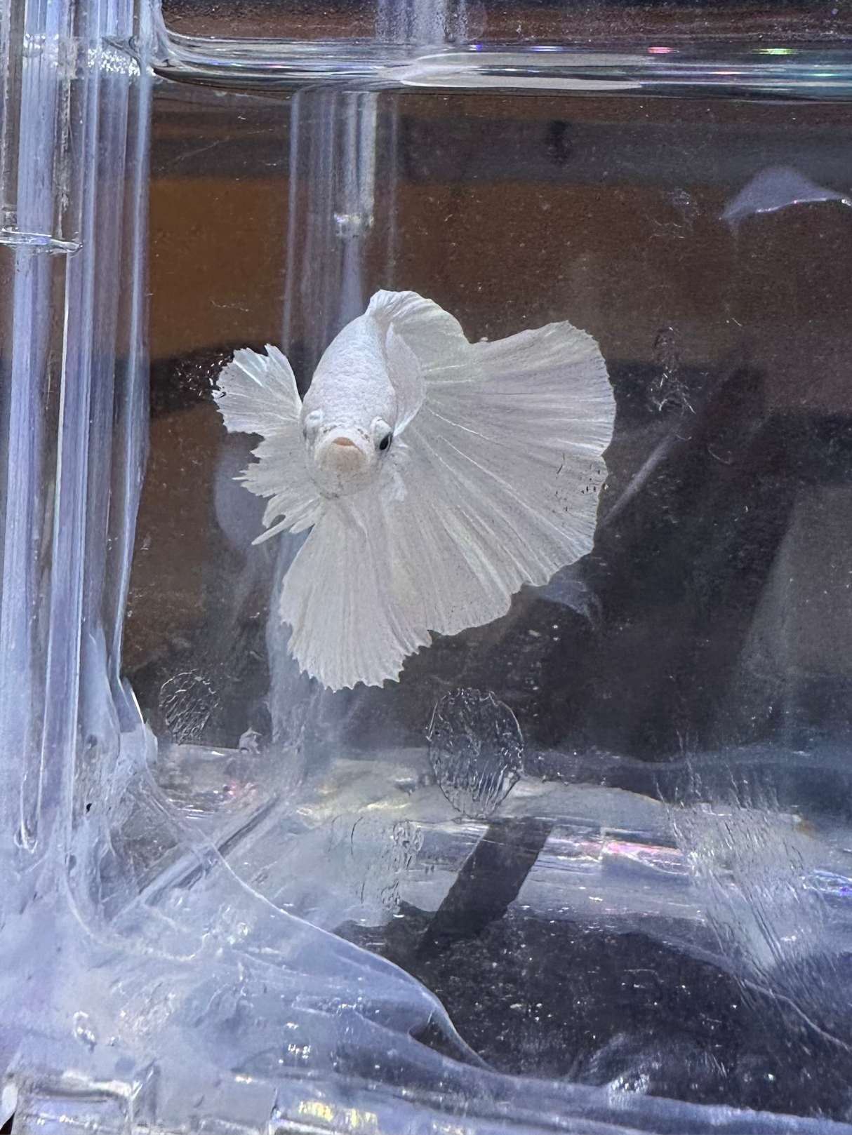 Betta Pair (P-03041)