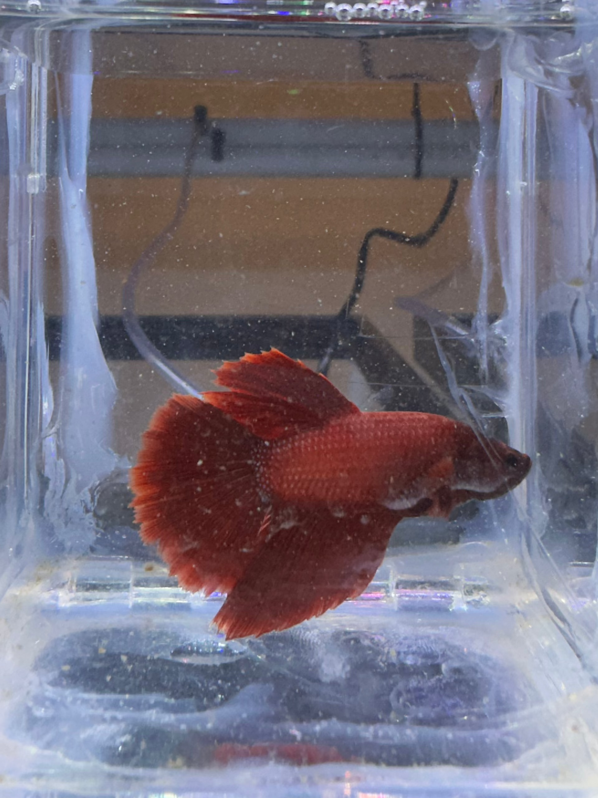 Betta Male (S-03043)