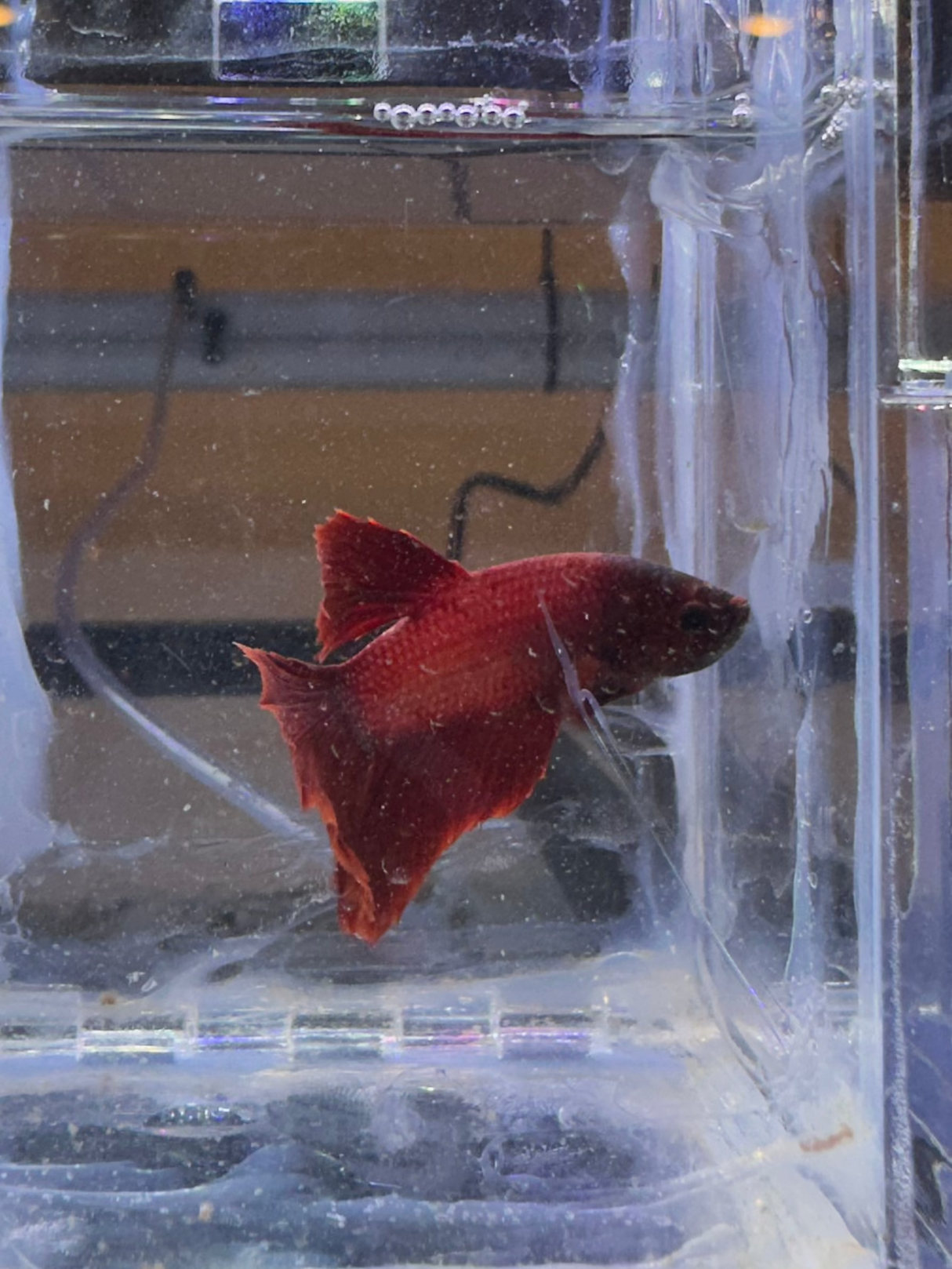 Betta Male (S-03043)