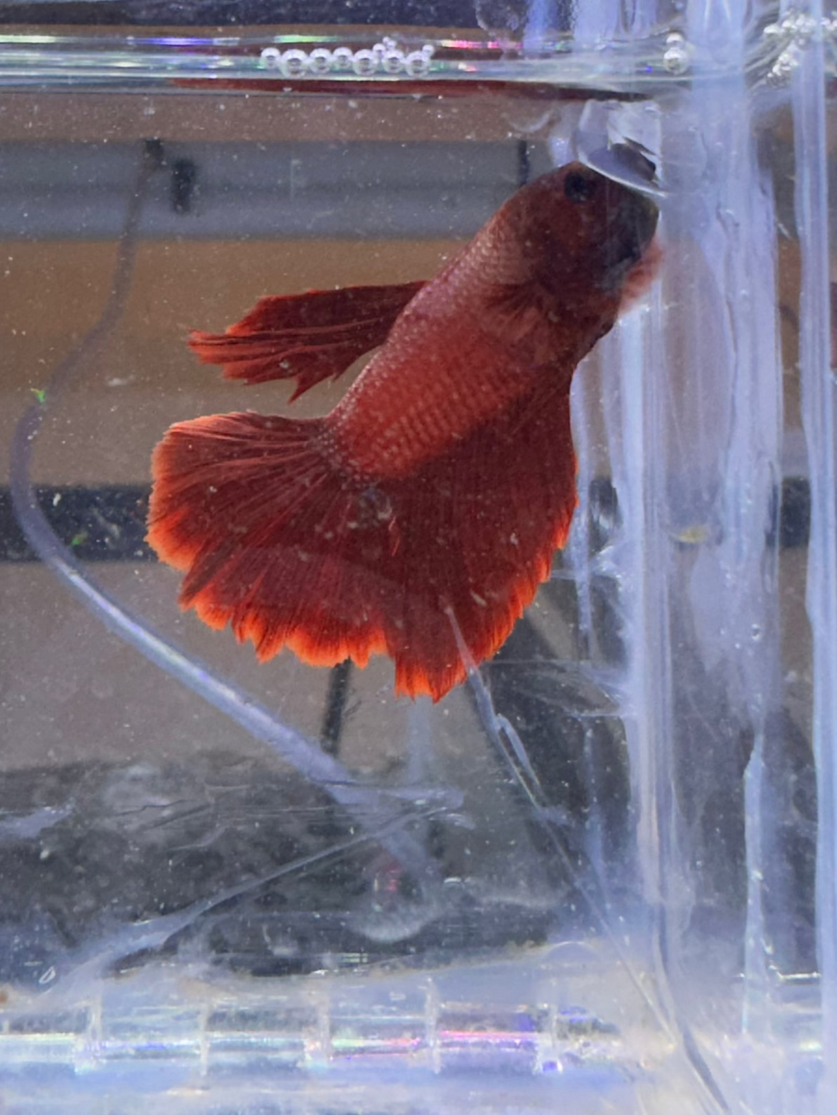 Betta Male (S-03043)