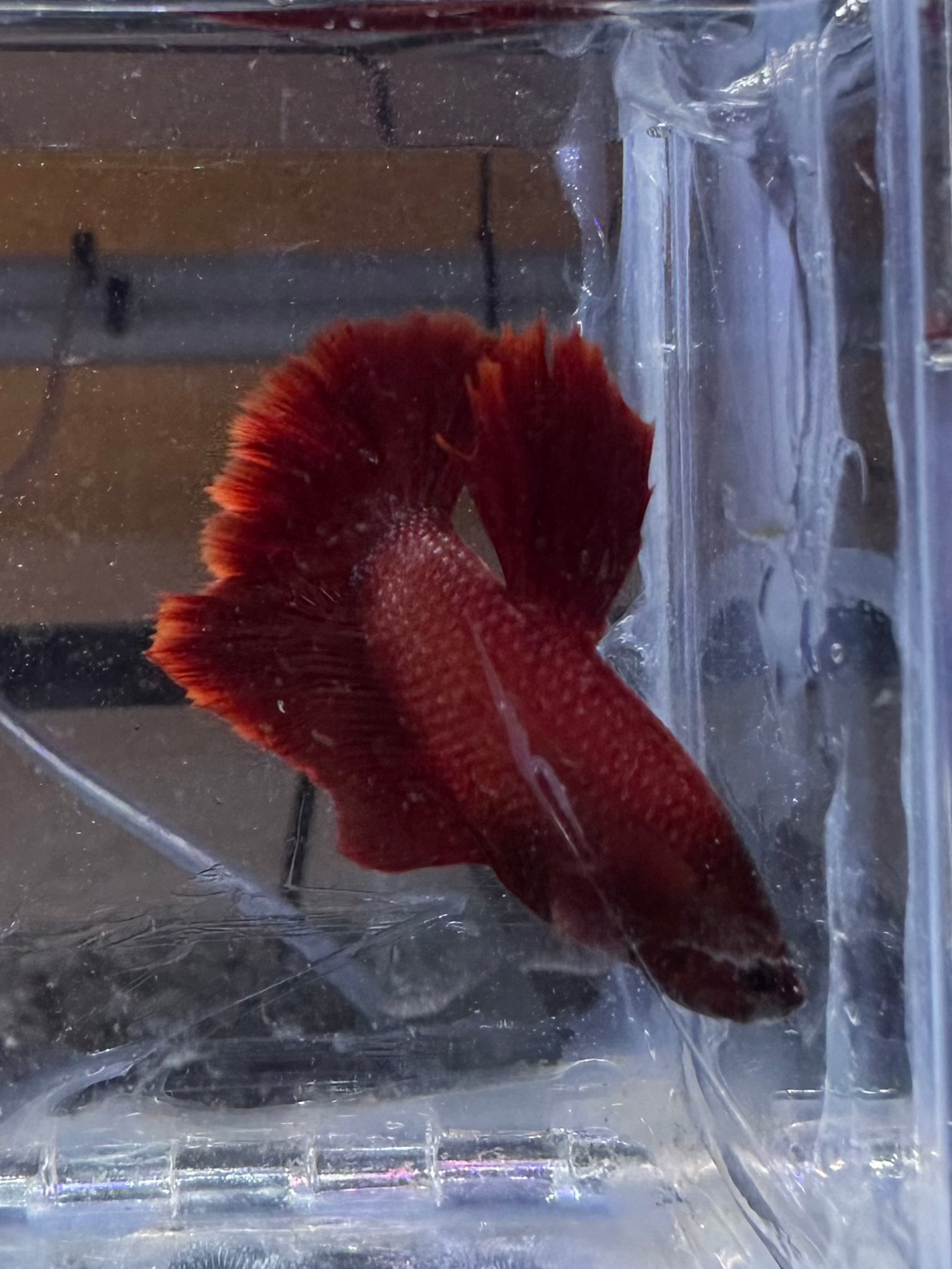 Betta Male (S-03043)