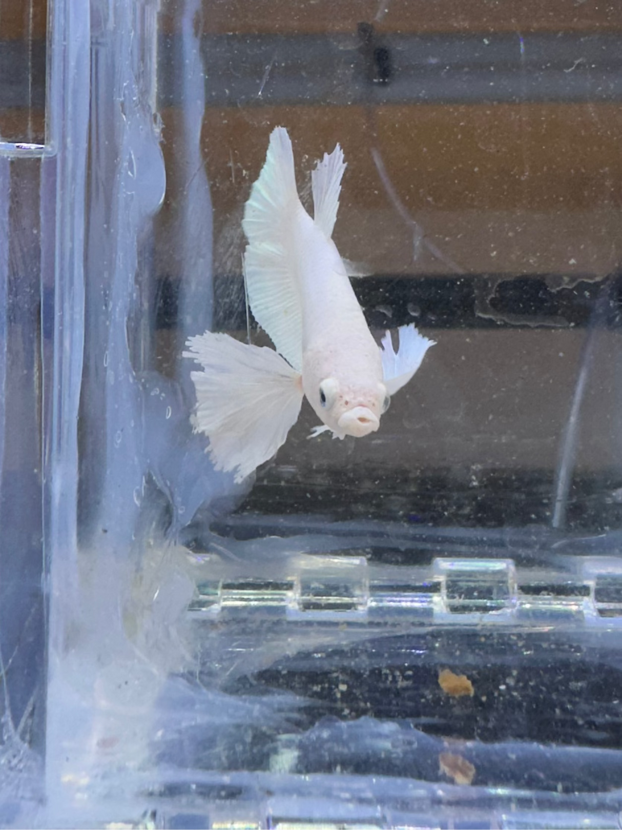 Betta Pair (P-03041)