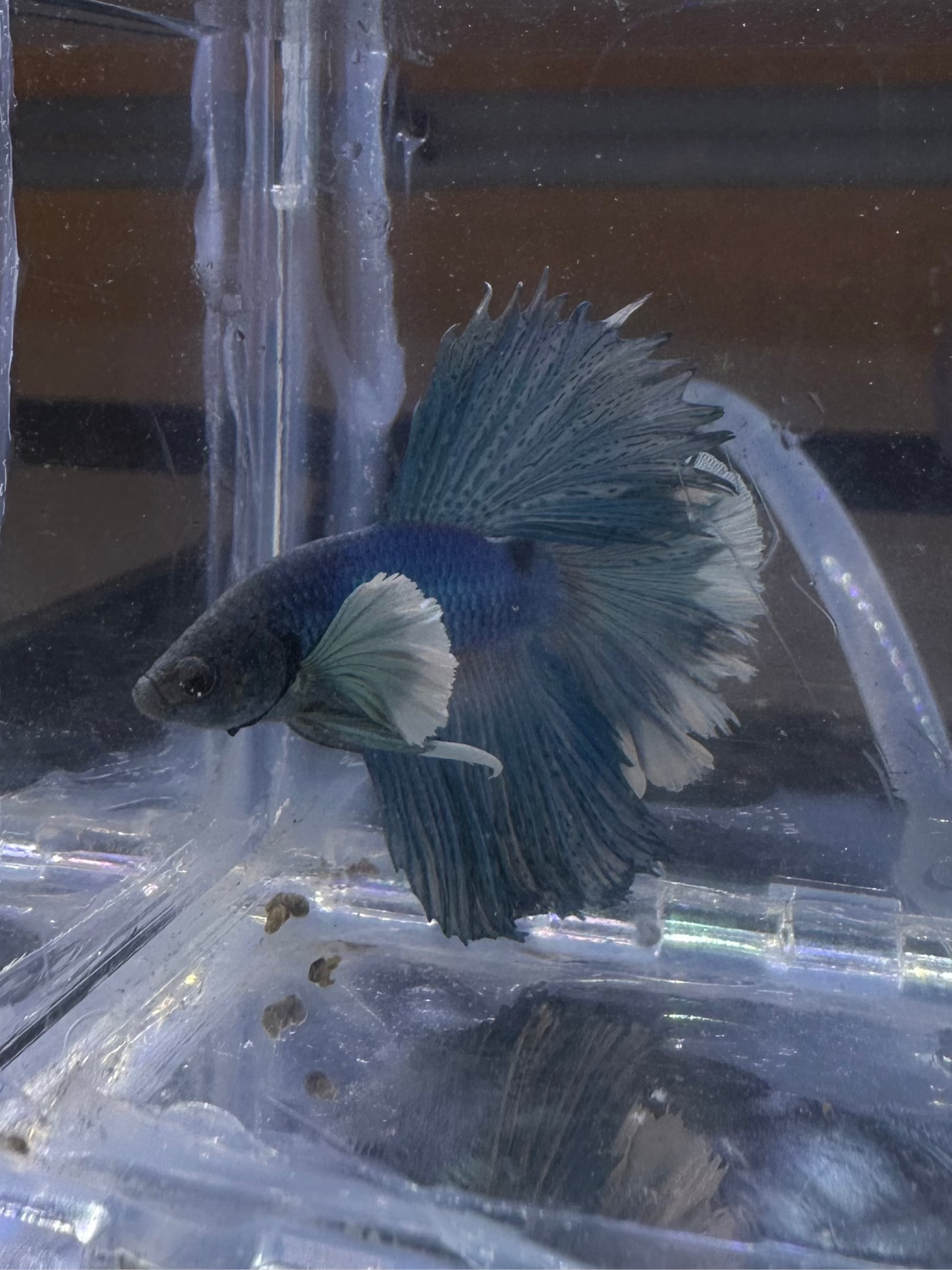 Betta Male (S-03042)
