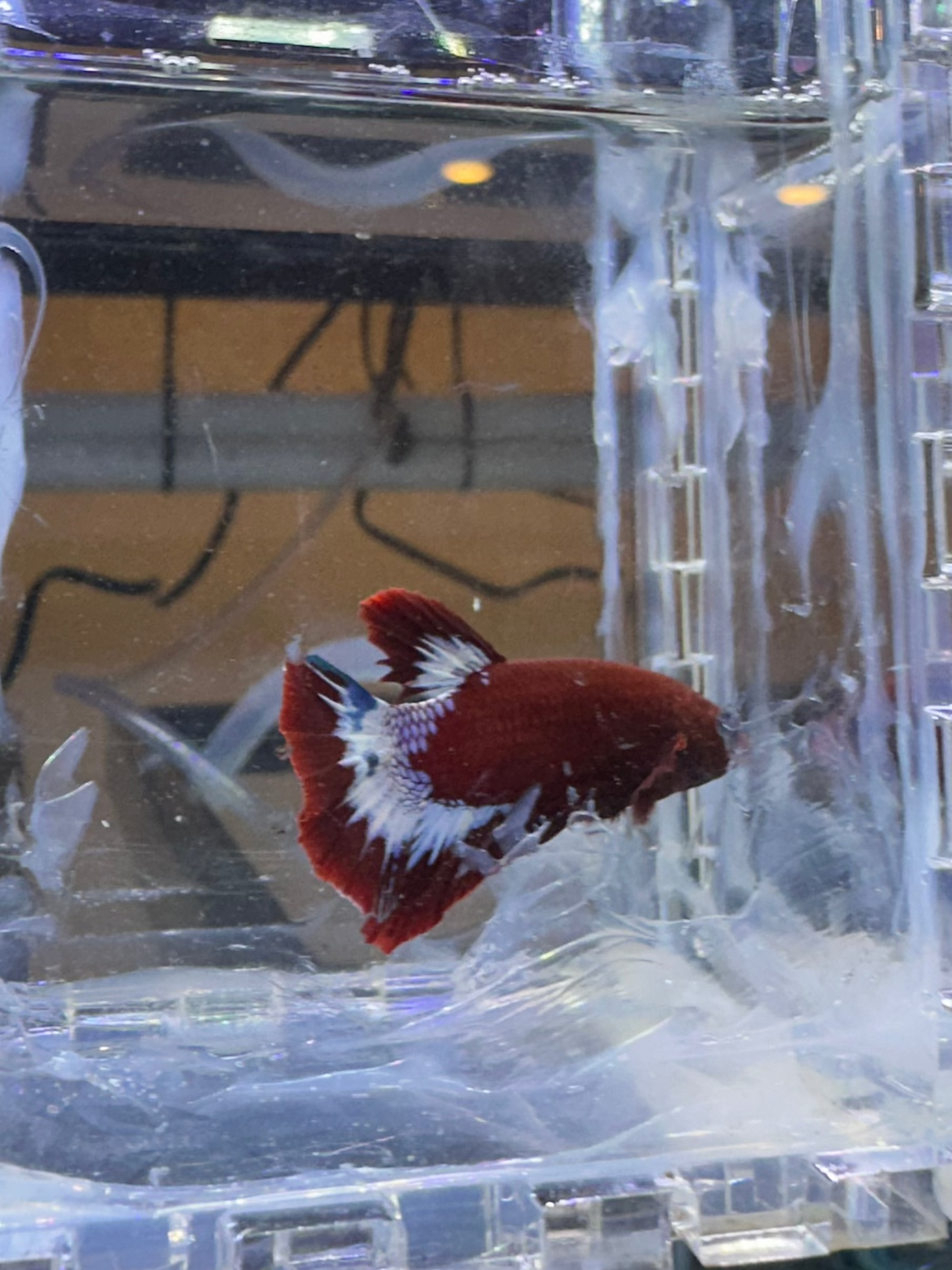 Betta (S-03041)