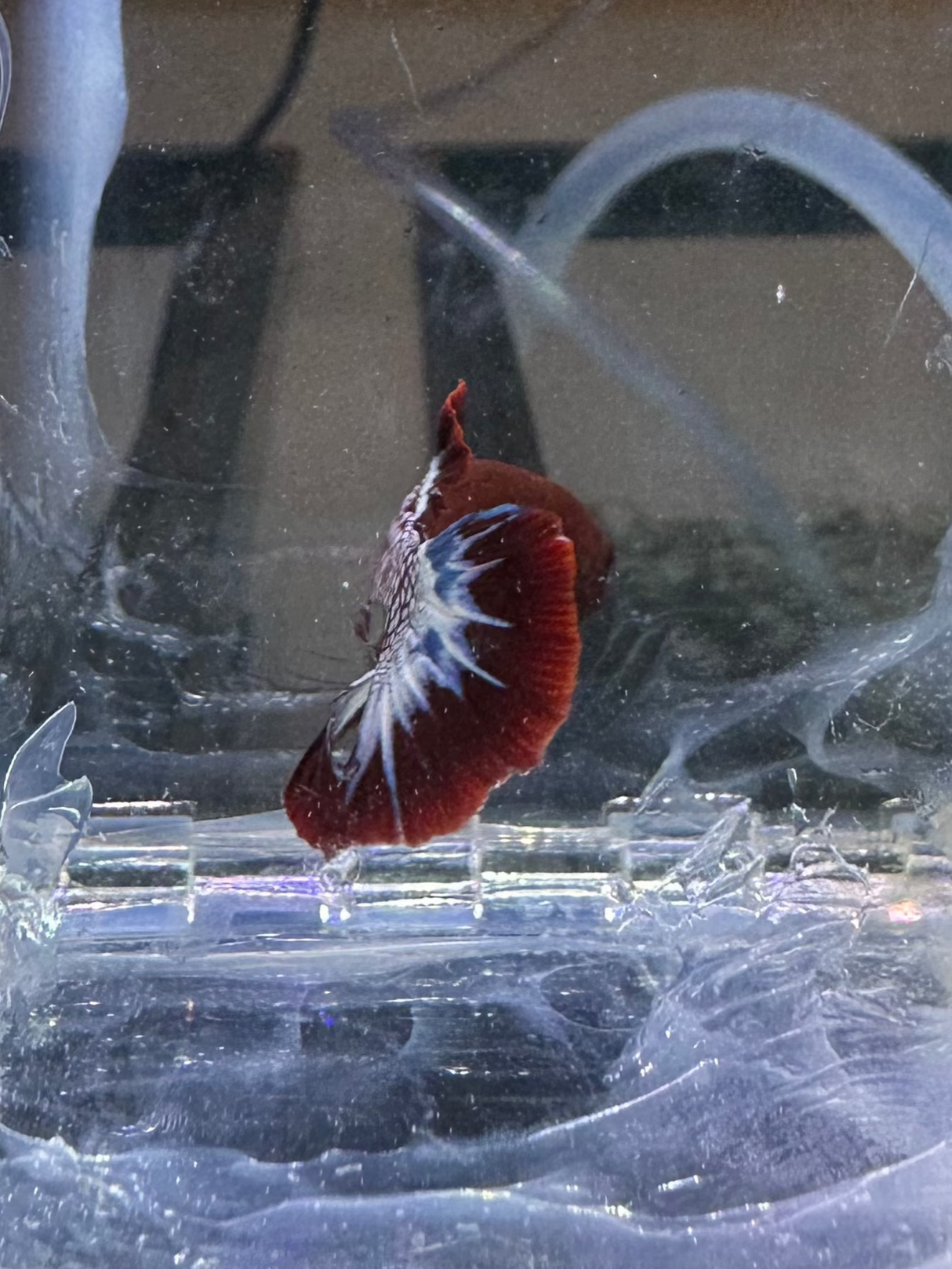 Betta (S-03041)