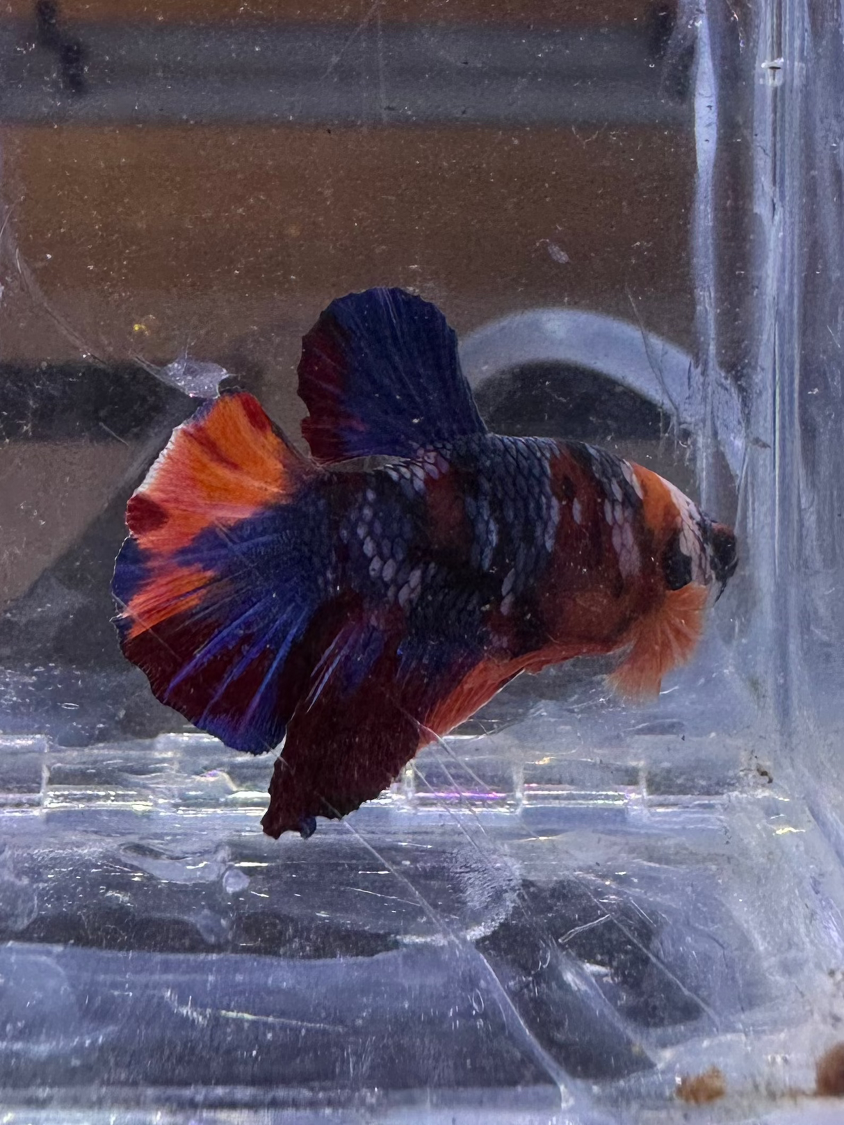 Betta (S-03045)