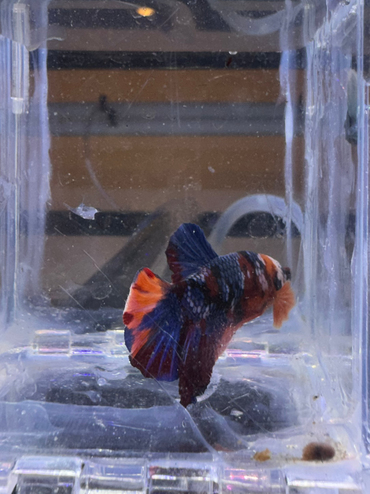Betta (S-03045)