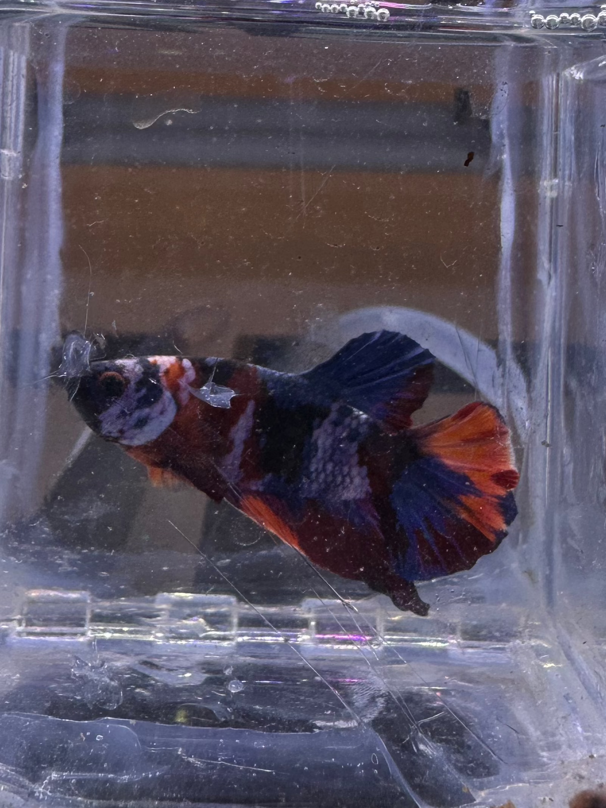 Betta (S-03045)