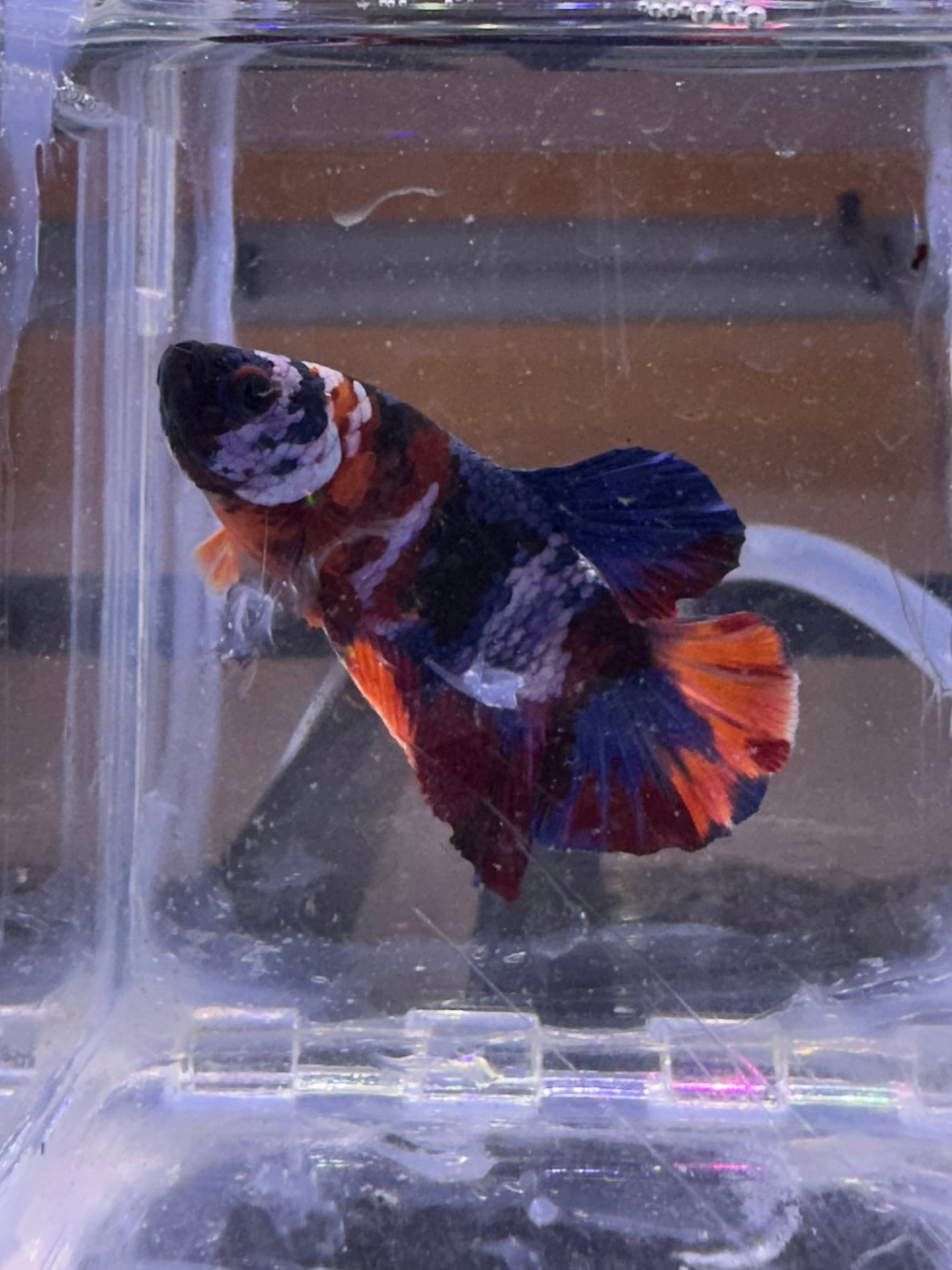Betta (S-03045)