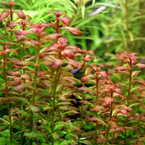 Ludwigia (Ludwigia repens)