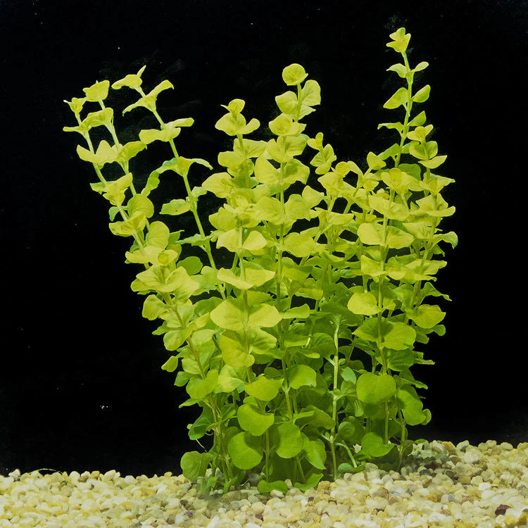 Creeping Jenny (Lysimachia nummularia)