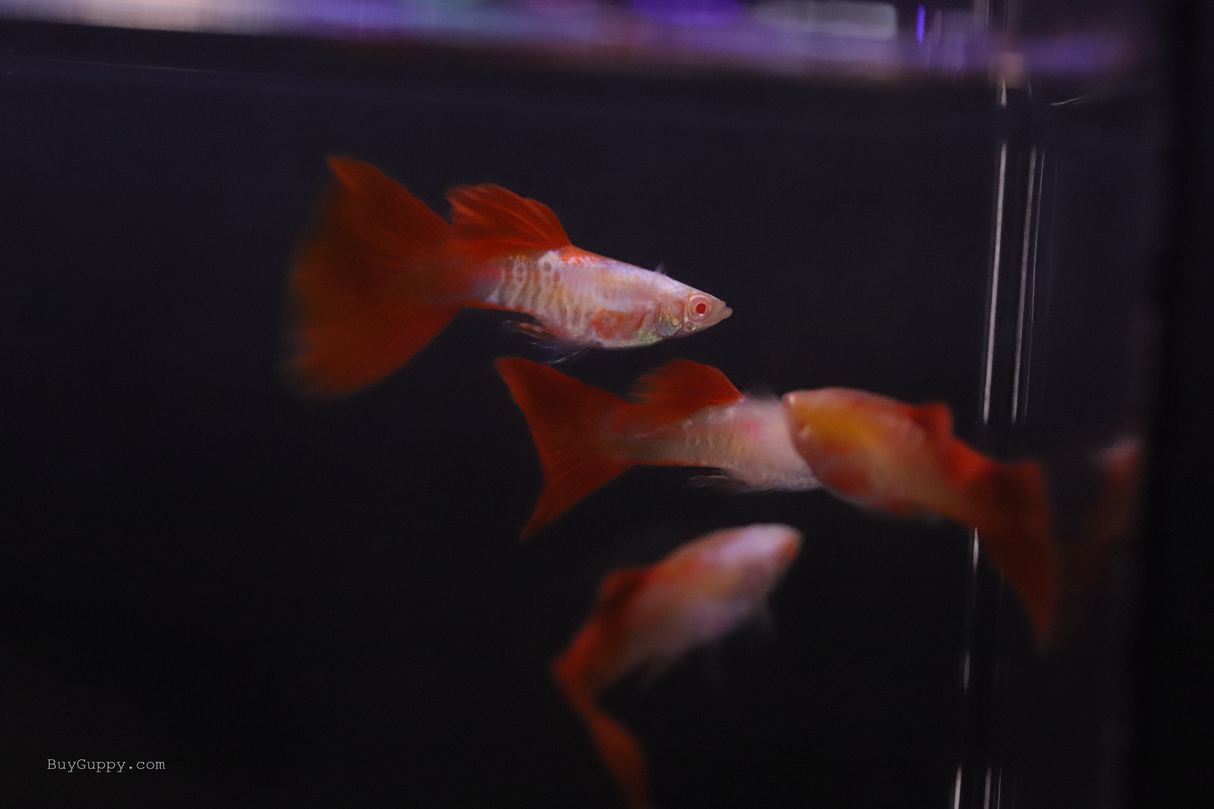 group of Albino King Cobra Red Tail Guppy