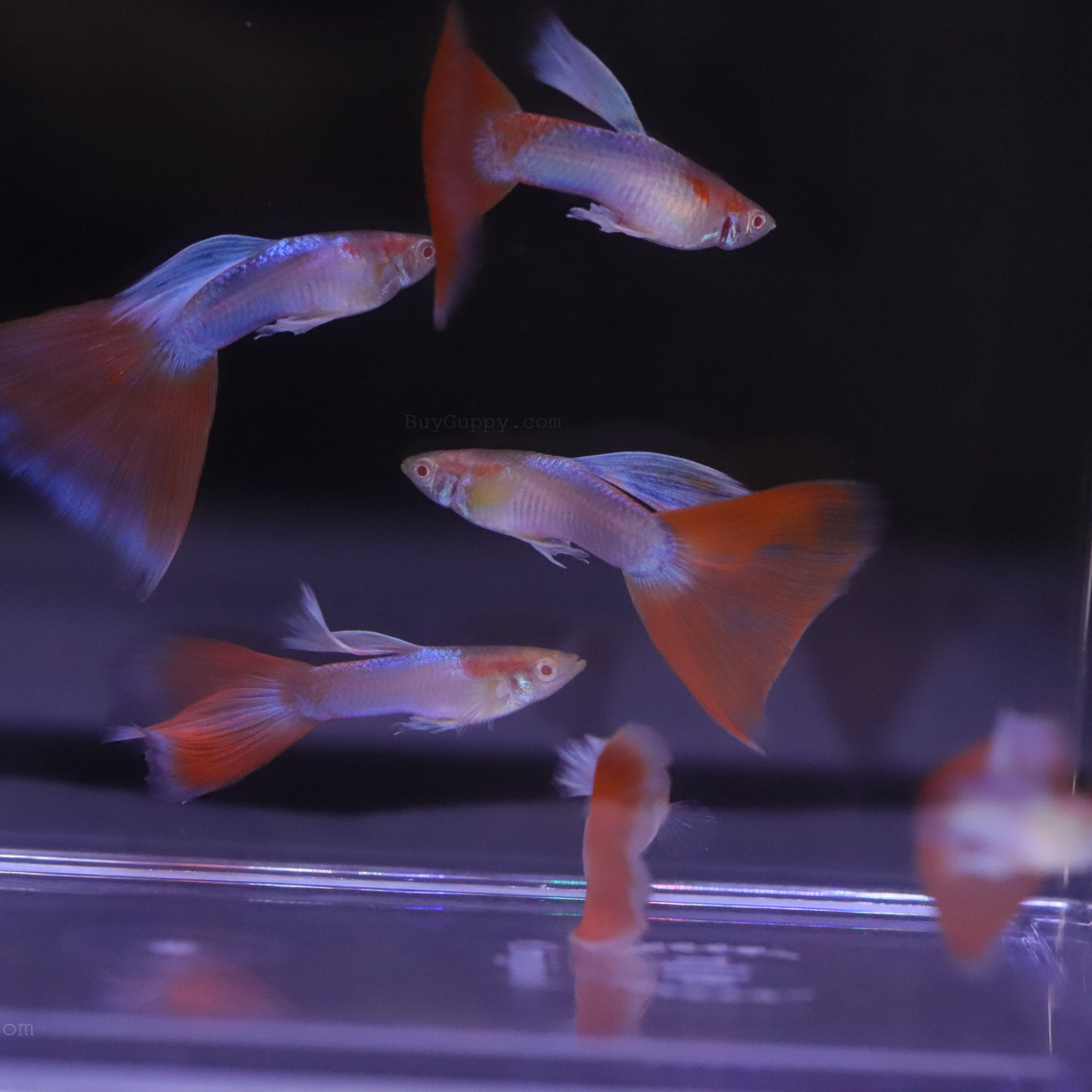 Red Topaz Guppy – BuyGuppy.com