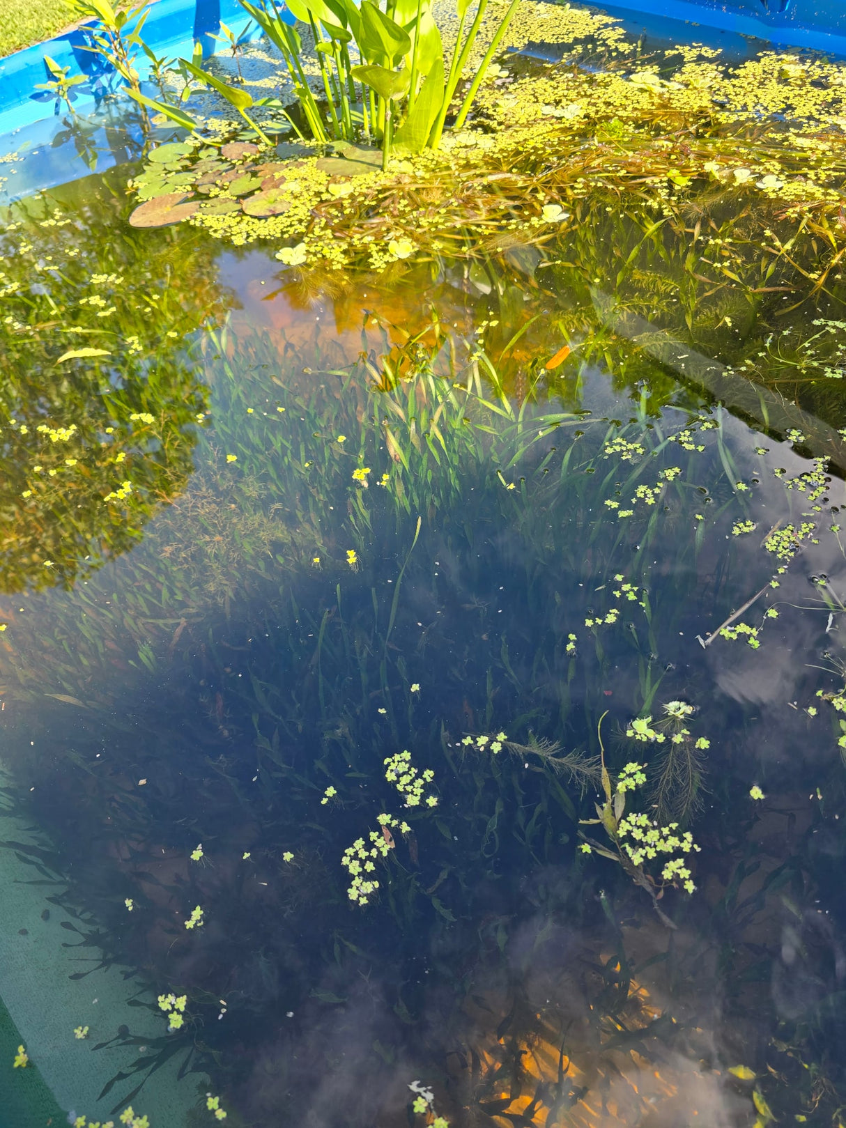 Corkscrew Vallisneria (Vallisneria Contortionist)