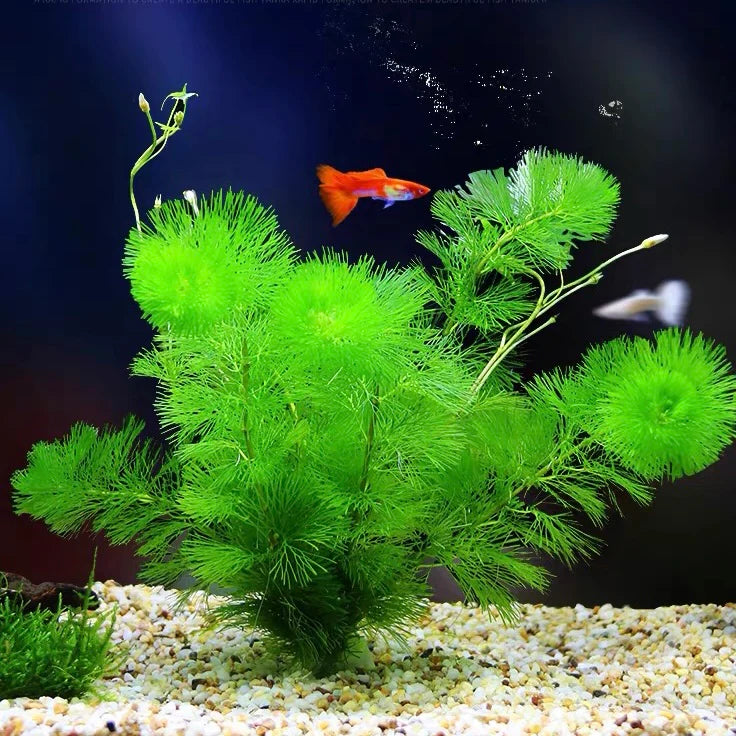 Cabomba (Cabomba caroliniana)