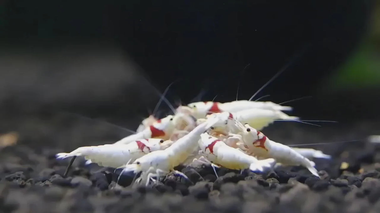 K14 Pure Red Line (SSS+ Grade)