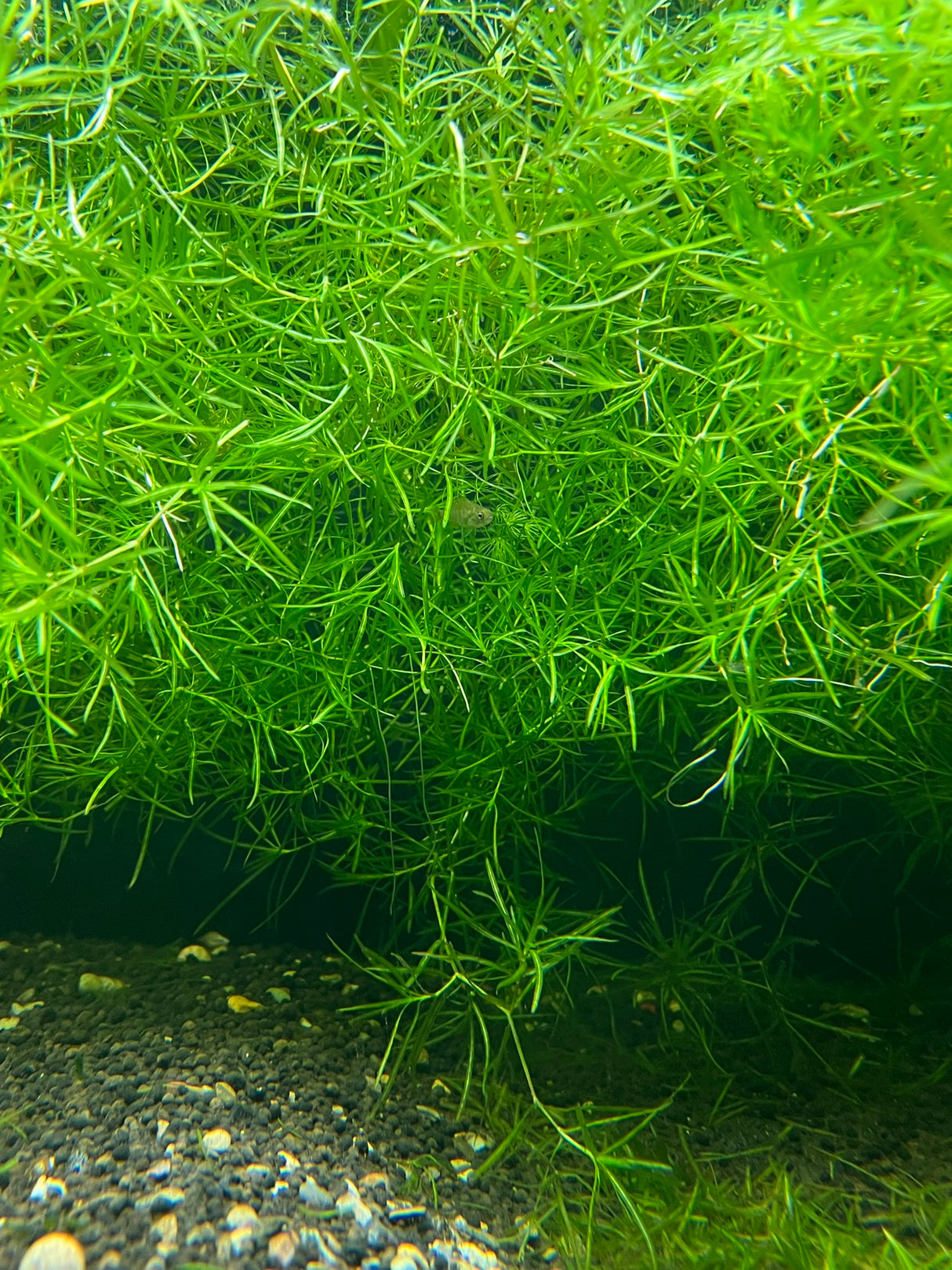 Live Guppy Grass (Najas guadalupensis)