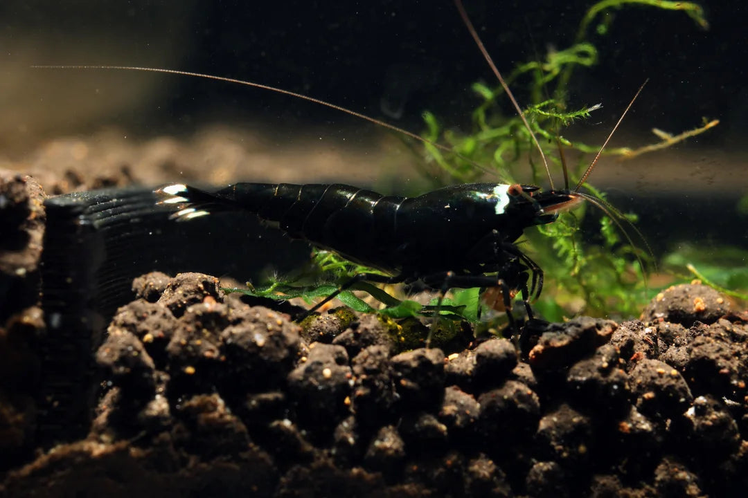 Extreme Black King Kong (EBKK) (S+ Grade)