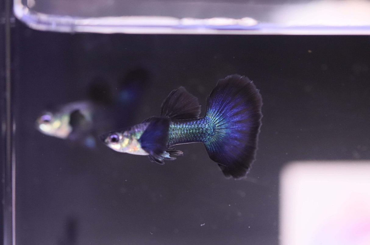 Dark night half moon Guppy
