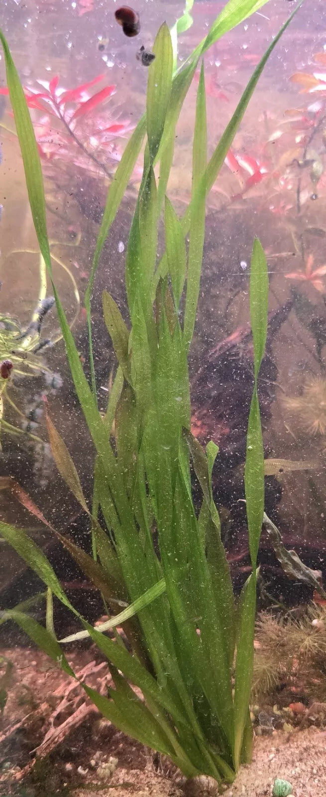 Corkscrew Vallisneria (Vallisneria Contortionist)