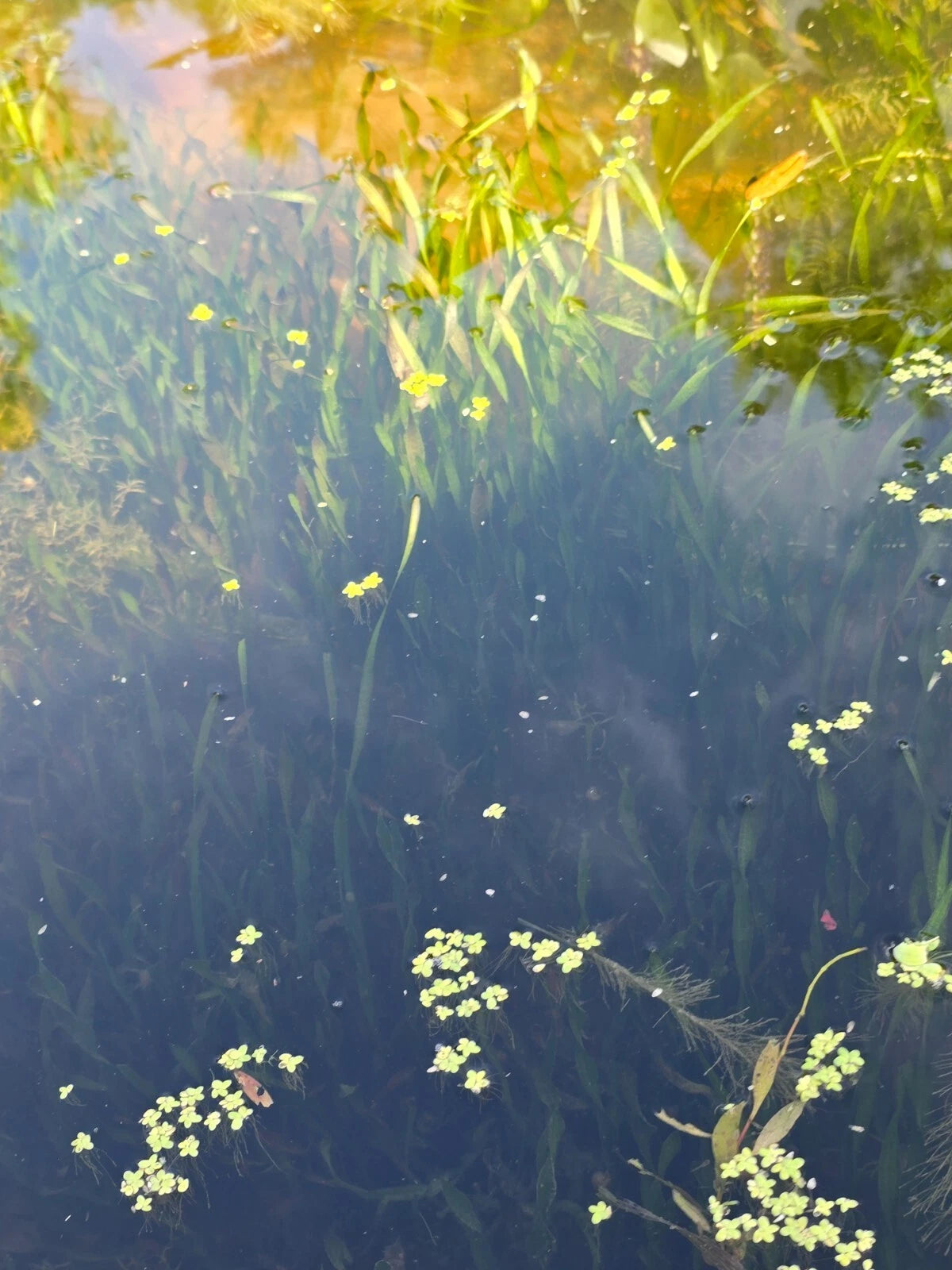 Corkscrew Vallisneria (Vallisneria Contortionist)