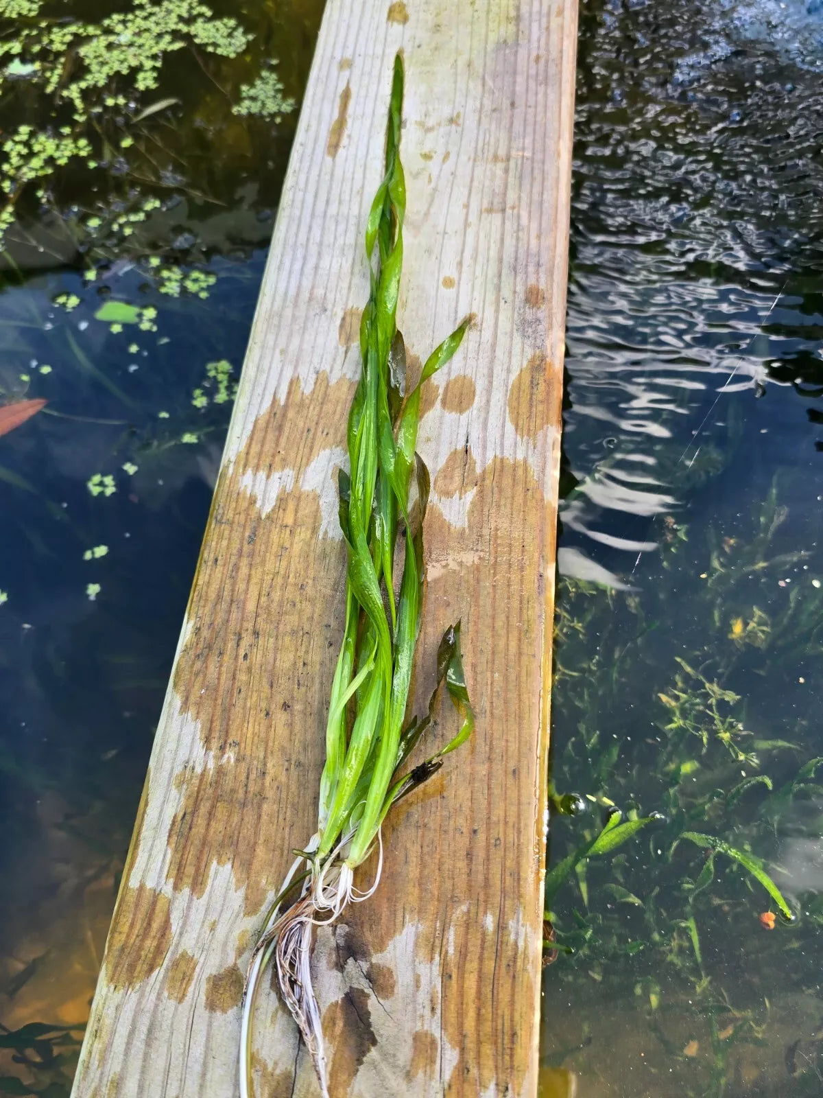 Corkscrew Vallisneria (Vallisneria Contortionist)