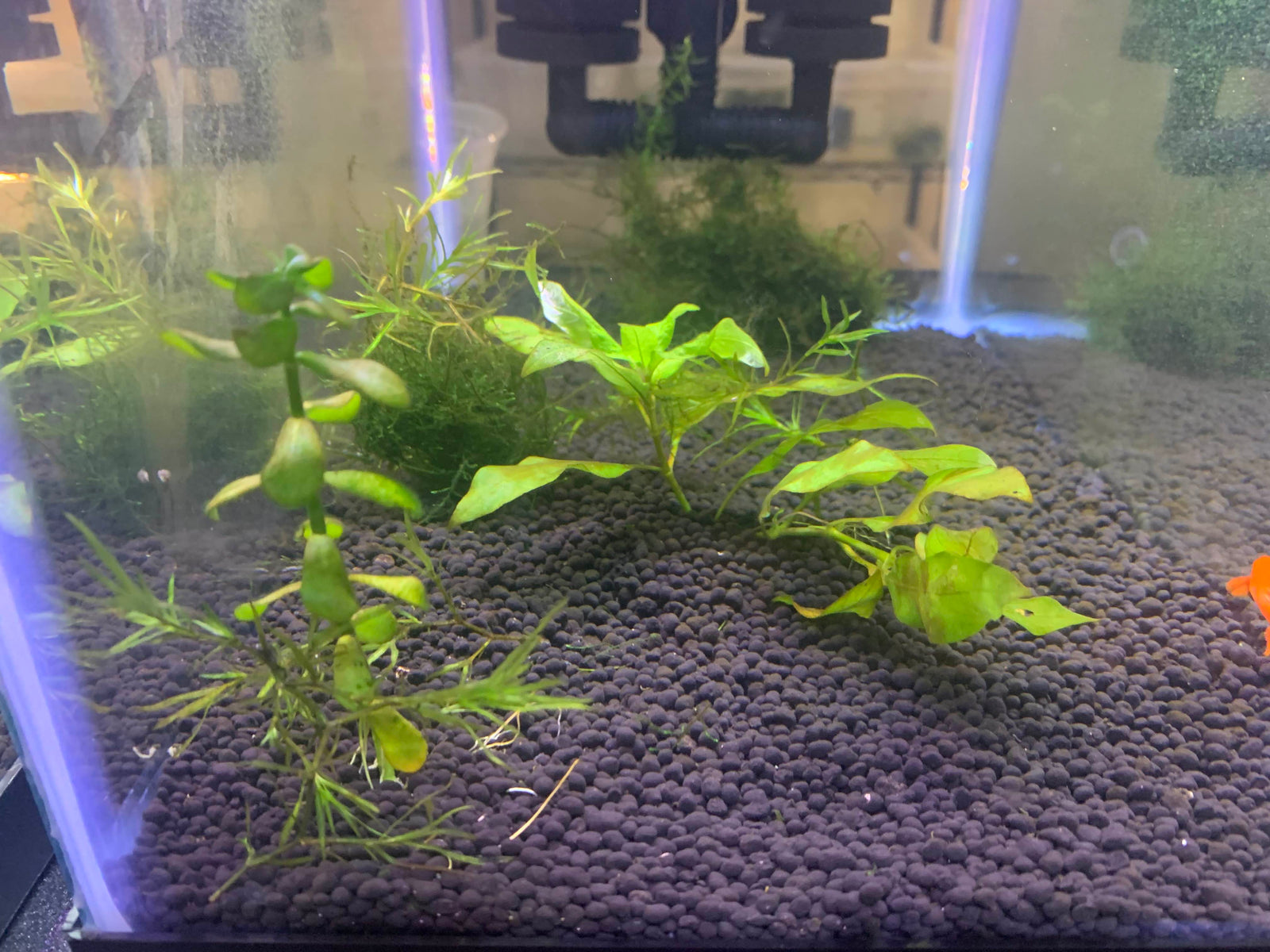 Setting Up The Perfect Home For Your Guppies