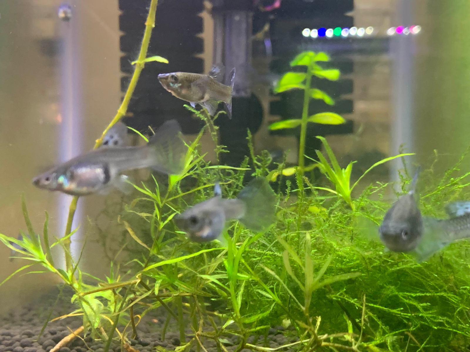 Pregnant guppies swimming around planted tank