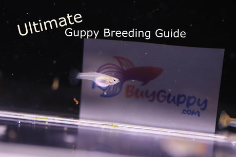 Ultimate guide for breeding guppies