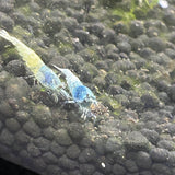 Blue Bolt Shrimp