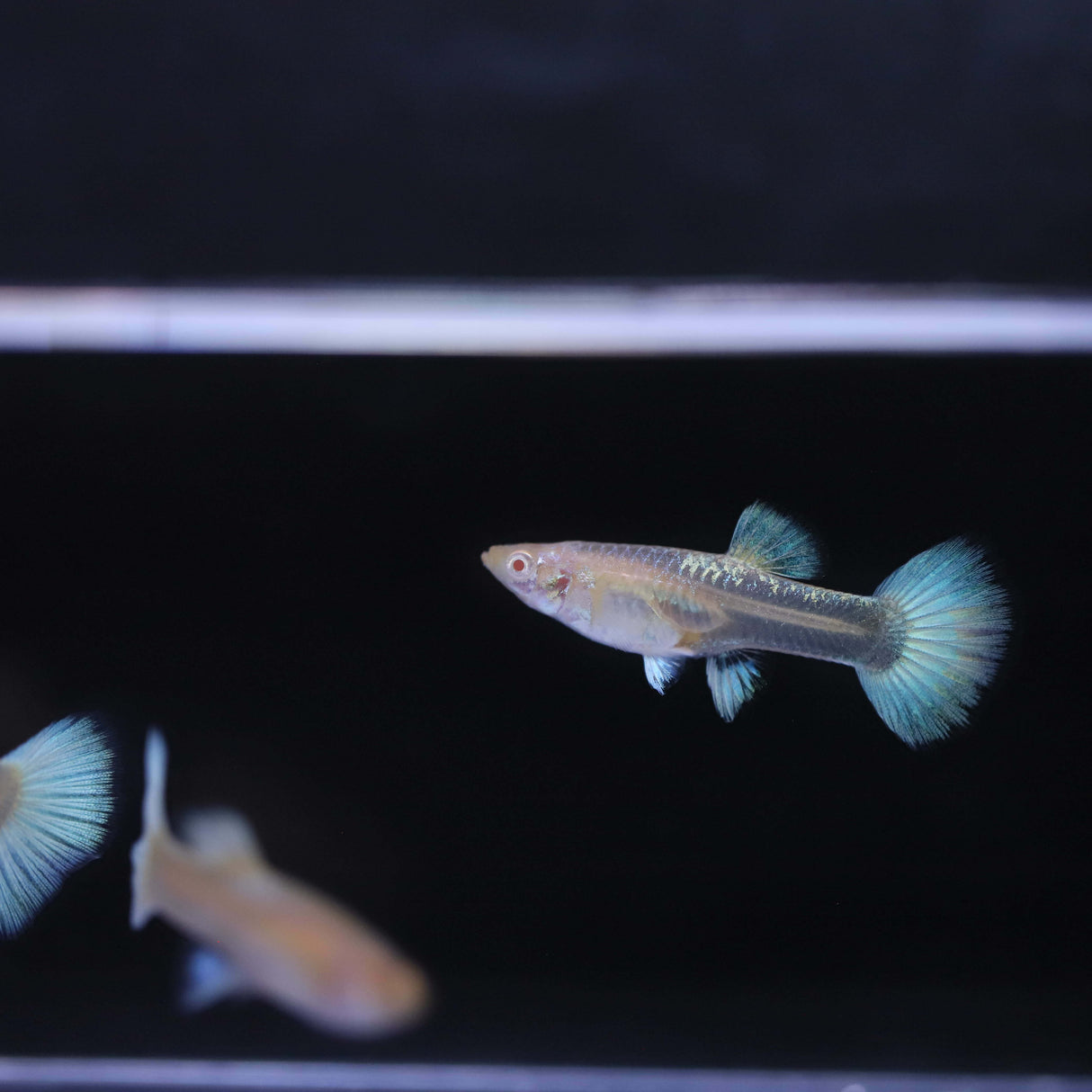 Female albino full white guppy