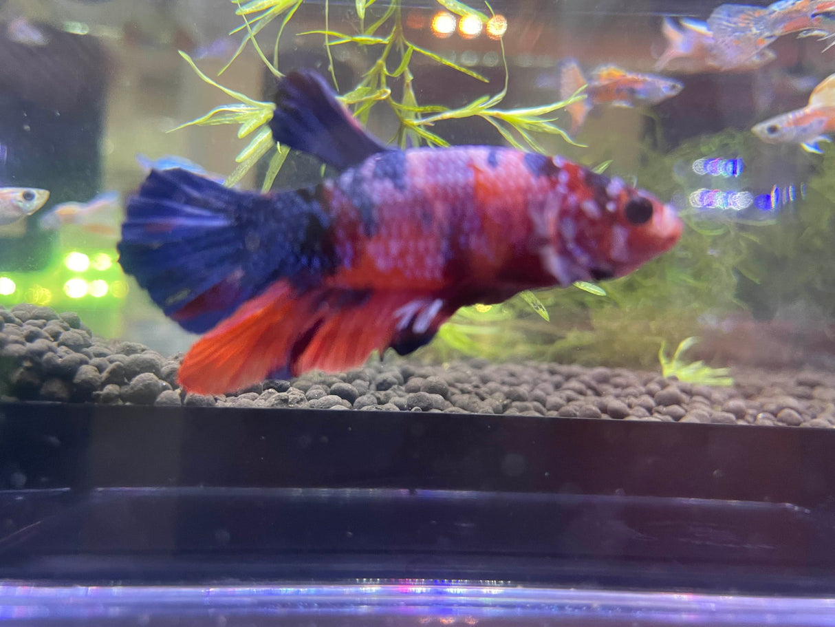 Multi color Betta fish (F-152J)