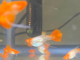 Koi red ear ribbon guppy