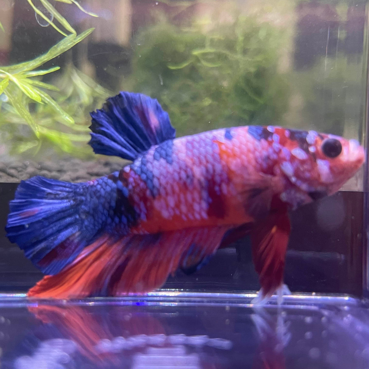 Multi color Betta fish (F-152J)