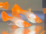 Koi red ear ribbon guppy