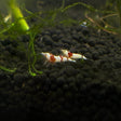 pure red lien shrimp