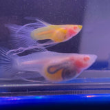 Full Glassbelly Seethrough Ribbon guppy