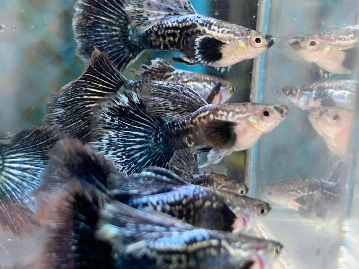 A group of Indonesia Blue Dragon guppy