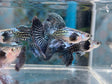 Indonesia Blue Dragon Guppy in viewing glassIndonesia Blue Dragon guppy