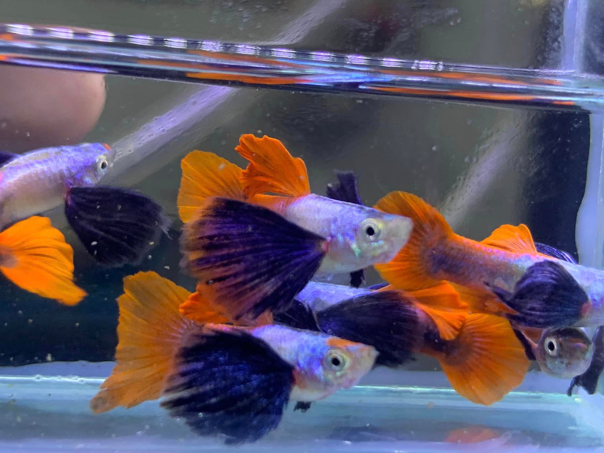 Dumbo Ear Red tail – BuyGuppy.com