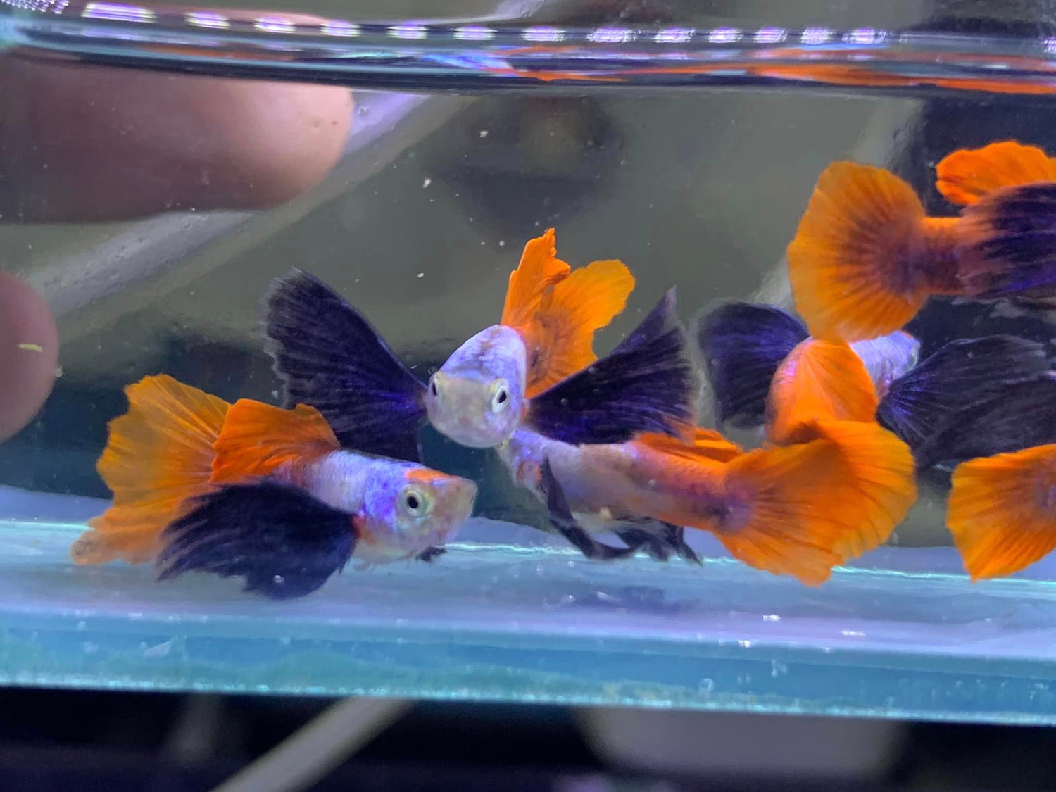 Dumbo Ear Red tail – BuyGuppy.com