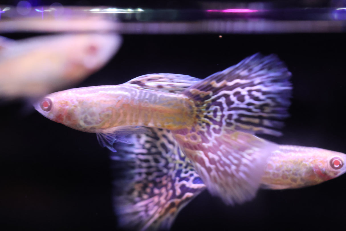 Albino Yellow King Cobra Guppy