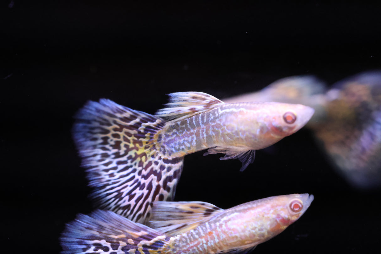 A pair of Albino Yellow King Cobra Guppy