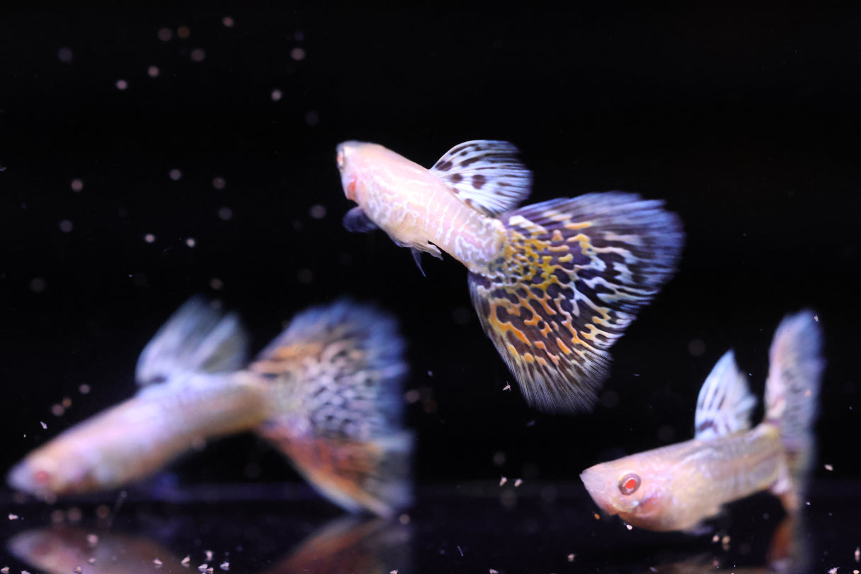 Albino Yellow King Cobra Guppy