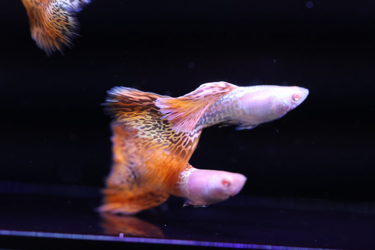 Albino Metal Red Guppy