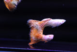 Albino Metal Red Guppy