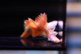 Albino Metal Red Guppy