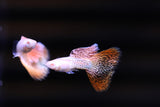 Albino Metal Red Guppy