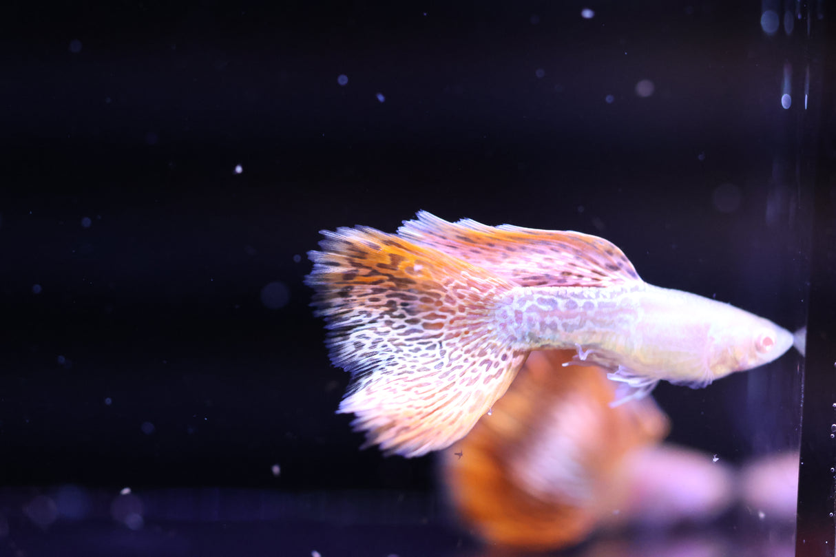 Albino Metal Red Guppy