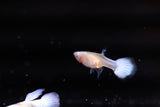 Albino Blue Koi